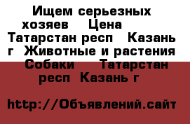 Ищем серьезных хозяев. › Цена ­ 100 - Татарстан респ., Казань г. Животные и растения » Собаки   . Татарстан респ.,Казань г.